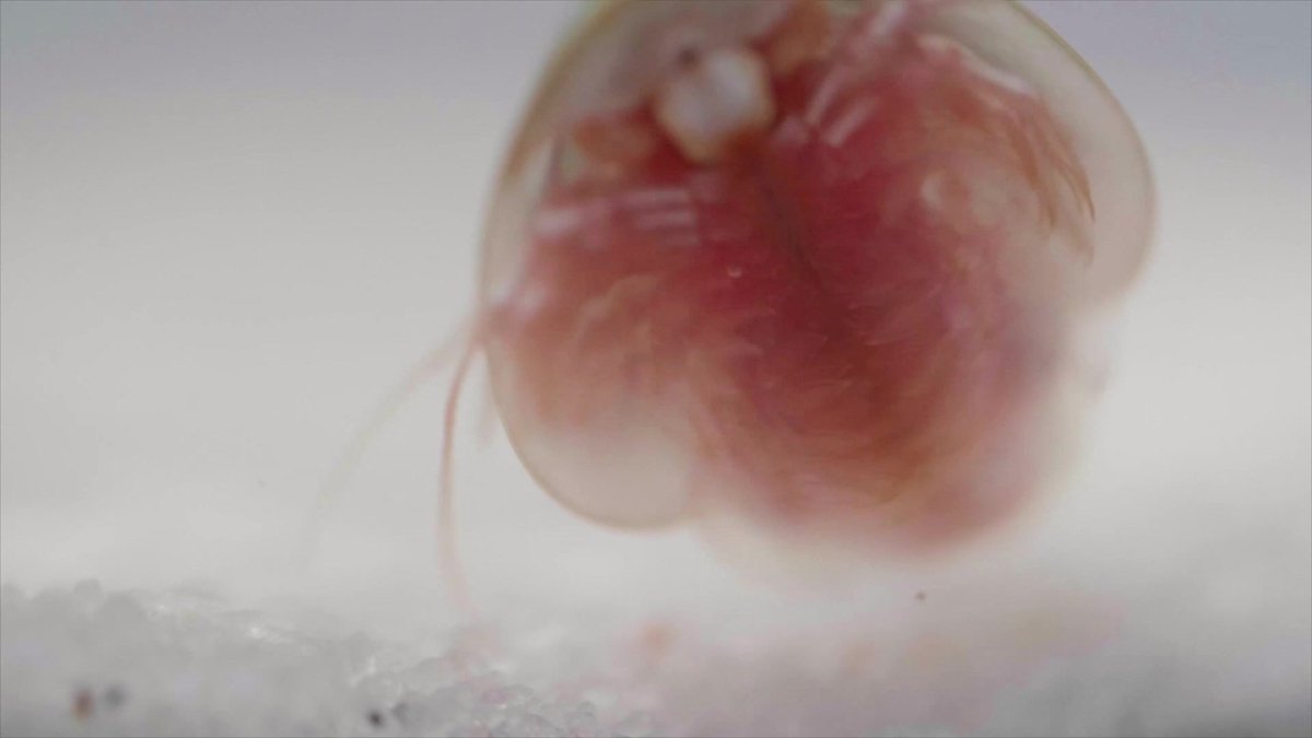 Kosmos Triops World – Experimenteerset – Kweek oeroude krabjes uit de oertijd – Inclusief kweekbak, eieren en voedersets – Triops Wereld