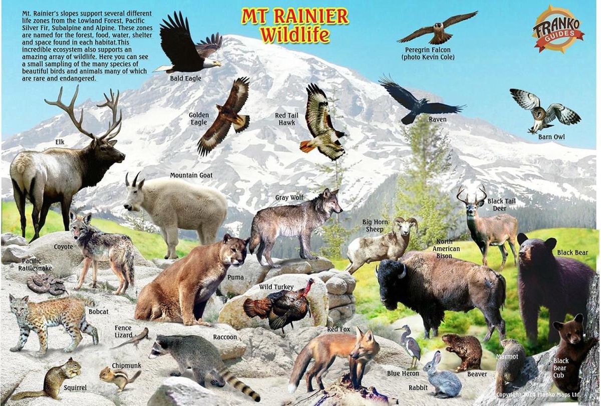  Franko Maps Mount Rainier National Park/Wildlife - 2014, Michael Müller 