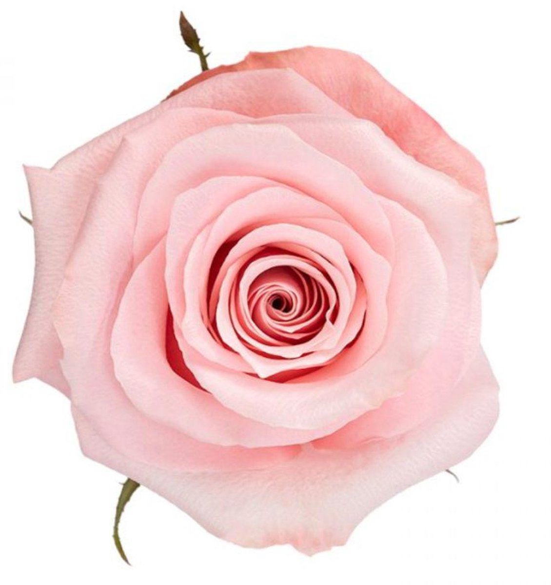 25x Rosa be sweet 60cm