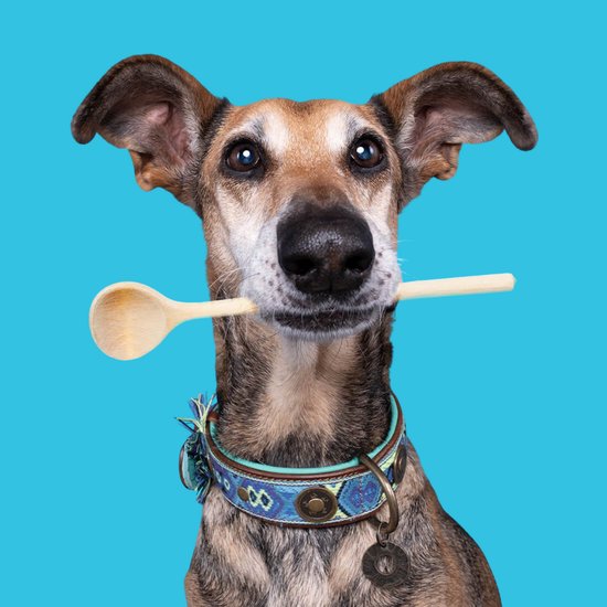 DWAM Dog with a Mission Halsband hond – Hondenhalsband – Blauw – S – Leer – Nekomvang tussen 27-33 x 2 cm– Boho Juan