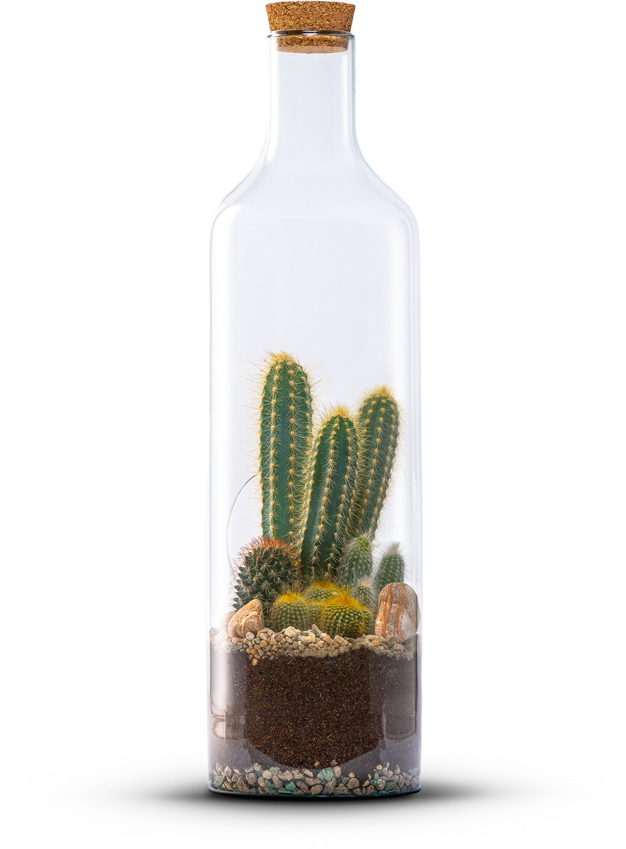 The Green Bottle Garden - Bottle Cactus L - Terrarium - Flessentuin - Cactus in glas - kant en klaar-