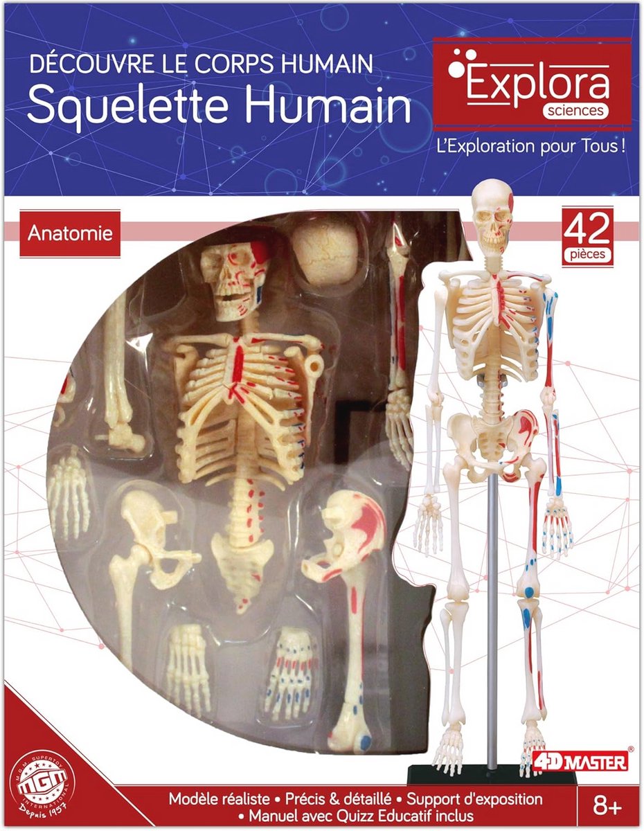Skelet Anatomie Model - Onderwijs Speelgoed voor Kinderen van 8 Jaar en Ouder - Realistisch 46-delig Model met Handleiding en Quiz