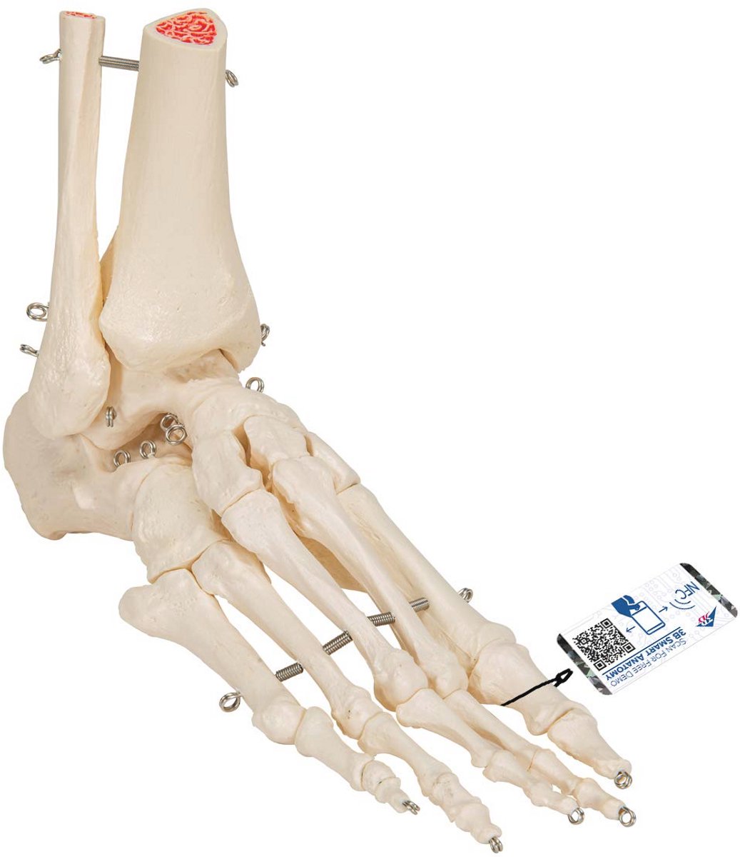 Voet- en Enkelskelet Model met Gratis Anatomiesoftware