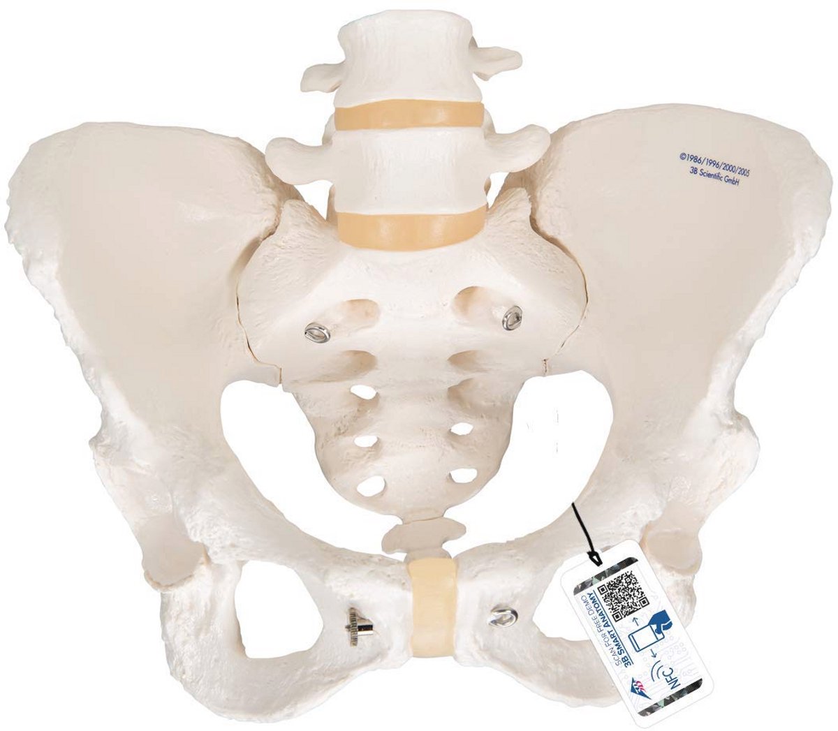Vrouwelijk bekkenskelet met Anatomiesoftware – Gedetailleerde Anatomie Studie
