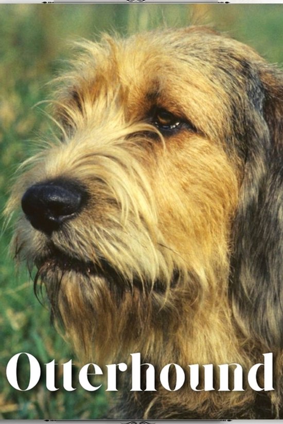 Otterhound