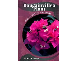 Bougainvillea Plant