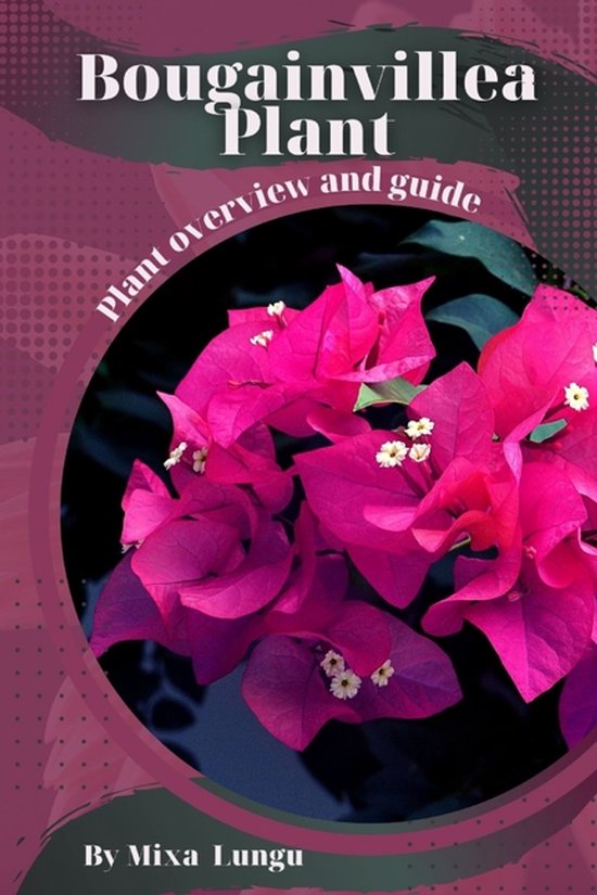 Bougainvillea Plant