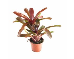 Aquaflora Neoregelia Fireball | in 5 cm pot