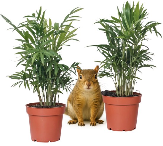 Bloomique - Polyscias Fabian - Aralia - Kamerplanten - Luchtzuiverend