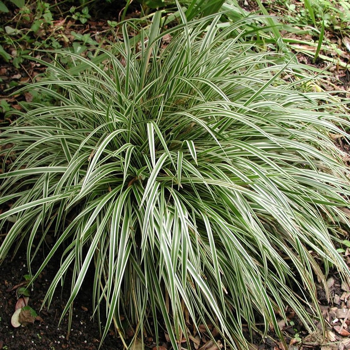 6x Carex hybrida 'Silver Sceptre' Pot 9x9cm - Prachtige zilverkleurige siergrasplant
