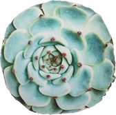 Dutch Decor - MERGA - Sierkussen velvet - rond - plantenprint - 40x40 cm - Groen & Rose