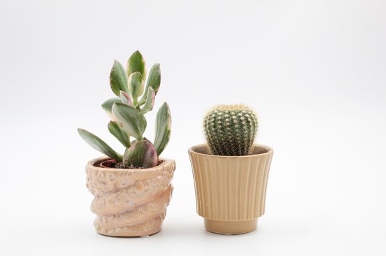 Foto: Ikhebeencactus voordeelset tentacool 2 unieke sierpotten met retro speelse look incl 2x cactus vertplant cadeautip makkelijk in onderhoud