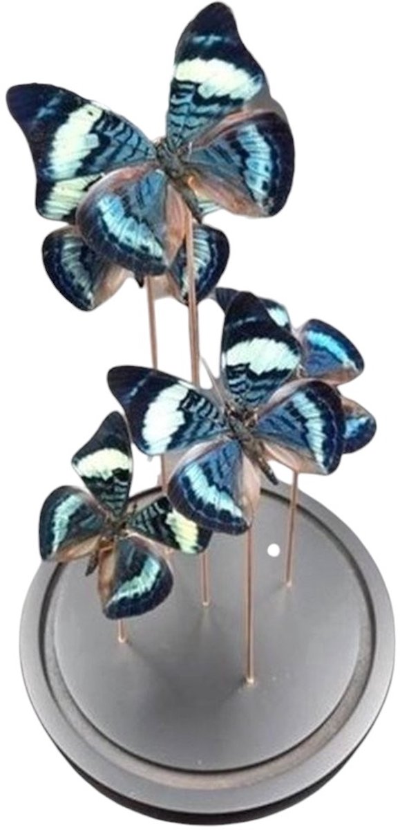 Opgezette Vlinders in Stolp - Vlinder In Glazen Stolp - Vlinderstolp Glas - 30 cm