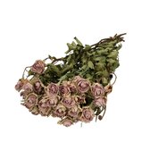 Lavendelkleurige gedroogde trosrozen | Rozen droogbloemen | 10 rozen per bos | Lengte 50 centimeter | Per bos te bestellen