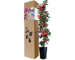 Minitree Appelboom Bedankboom