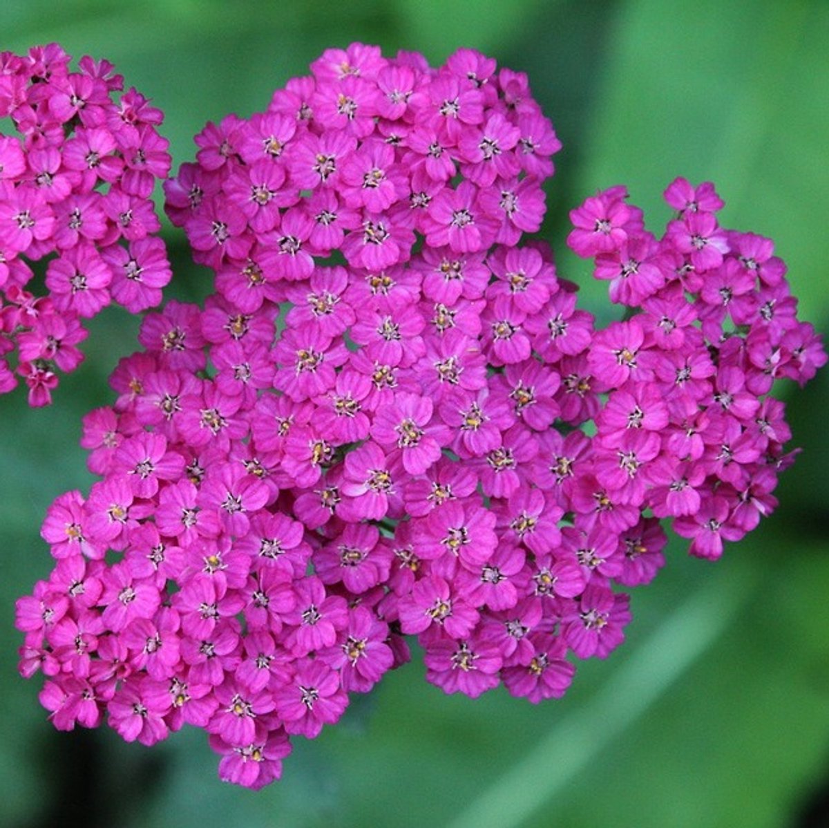 6x Achillea hybrida 'Velour' Pot 9x9cm - Prachtige plant voor in de tuin