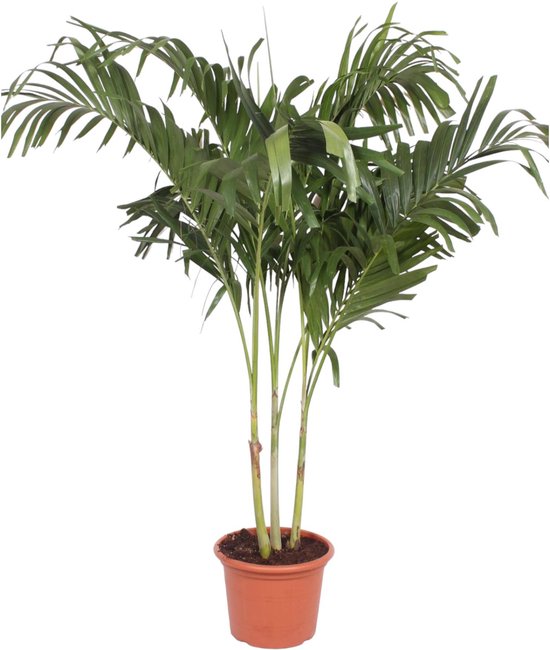 Veitchia – Merrillii – multi stam – Hoogte 220cm