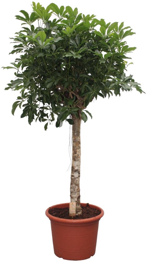 Schefflera Arboricola Compacta boom - 180 cm - ø35