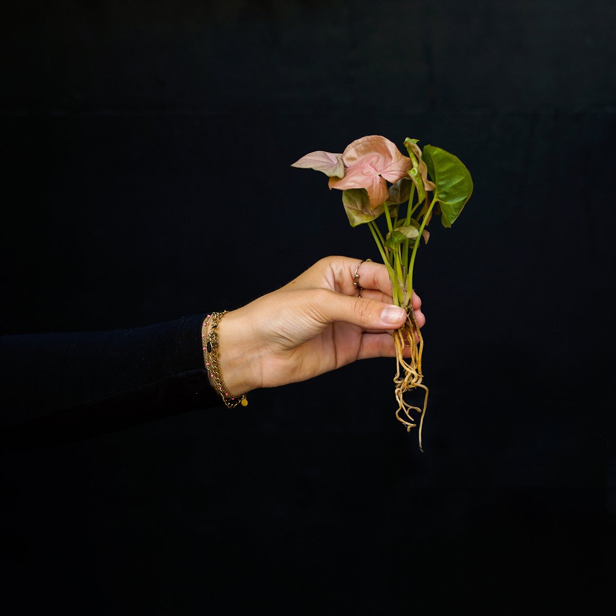 Stekje in water | Syngonium Neon | Small