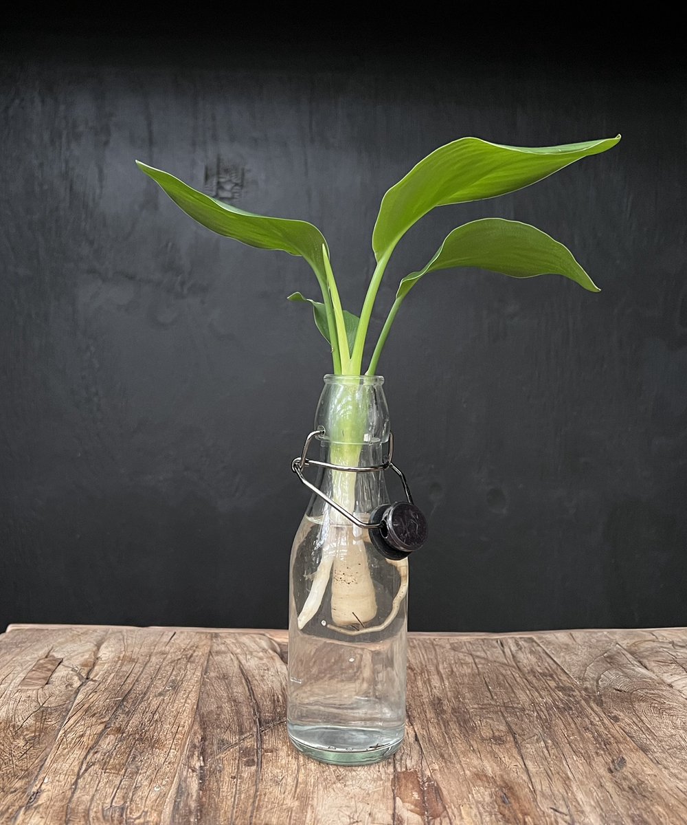 Lofe Ann transparant | Hydroponie | Zwarte dop en Strelitzia stek