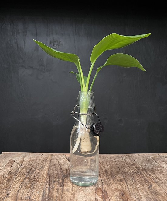 Lofe Ann transparant | Hydroponie | Zwarte dop en Strelitzia stek