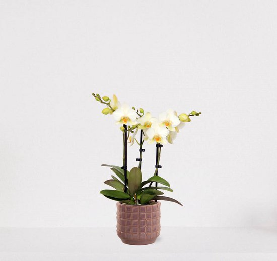 Phalaenopsis Multiflora blanc en pot décoratif Janneke vieux rose - Orchidée blanche à fleurs - plante d'intérieur - 40-55cm - Ø13 - livrée avec pot de fleurs - fraîche de la pépinière