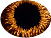 Dibond Ovaal - Close-up van Bruin Oog - 96x72 cm Foto op Ovaal (Met Ophangsysteem)