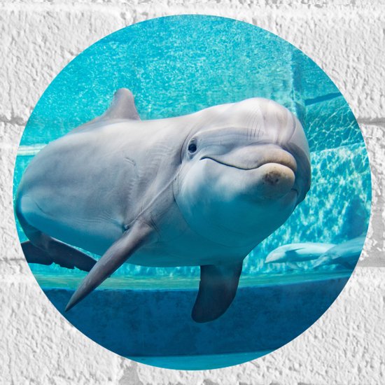 Muursticker Cirkel - Lachende Dolfijn Zwemmend in Blauwe Omgeving - 20x20 cm Foto op Muursticker