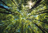 Fotobehang - Vlies Behang - De Toppen van de Bomen en de Zon - Boomtoppen - 416 x 290 cm