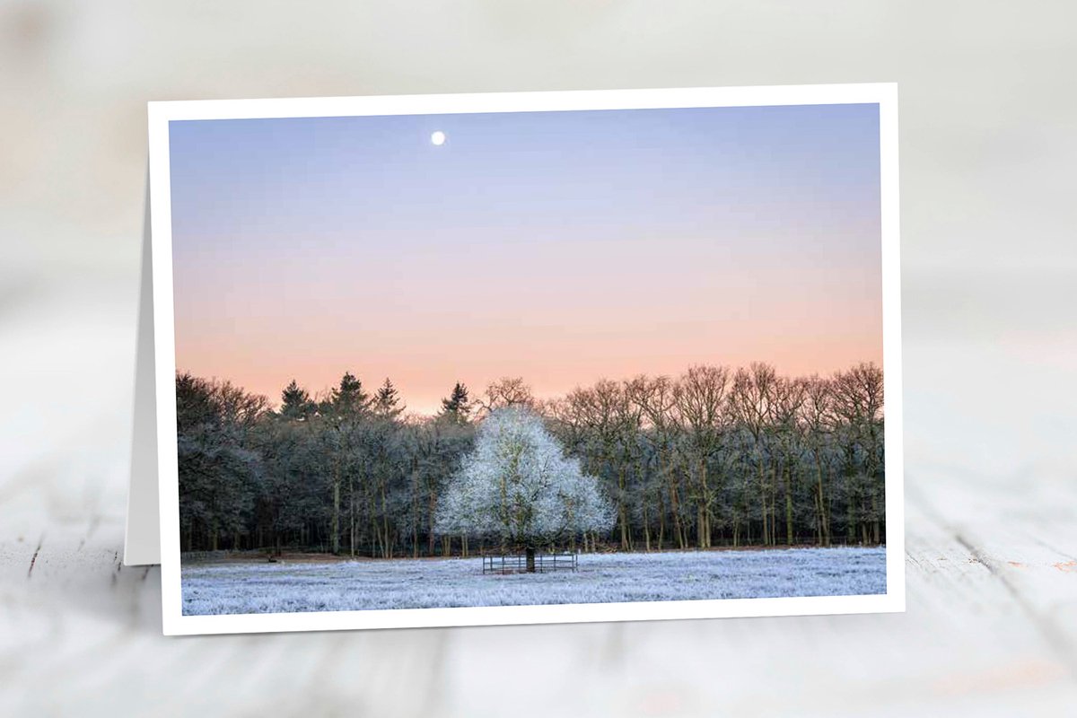 Wenskaart Utrechtse Heuvelrug - set van 3 stuks - Wenskaart Boom met rijp in de winter - kerst - natuur - gevouwen kaart - 17,5 x 12,5 cm - incl. envelop