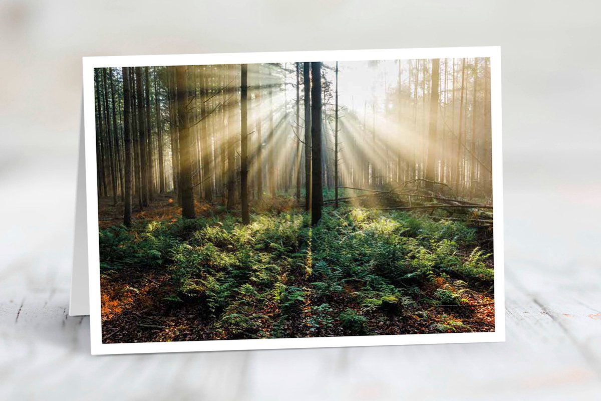 Wenskaart Utrechtse Heuvelrug - set van 3 stuks - Zonneharp op de Amerongse Berg - natuur - gevouwen kaart - 17,5 x 12,5 cm - incl. envelop