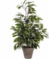 Plante artificielle Ficus Exotica Vert panaché - H 65cm - Pot décoratif en céramique - Décorations Mica