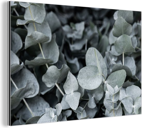 Wanddecoratie Metaal - Aluminium Schilderij Industrieel - Natuur - Planten - Eucalyptus - Bladeren - 60x40 cm - Dibond - Foto op aluminium - Industriële muurdecoratie - Voor de woonkamer/slaapkamer