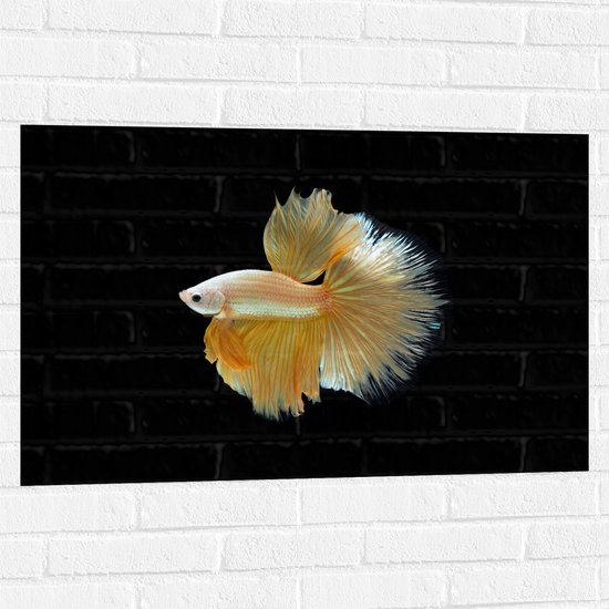 Muursticker - Zijaanzicht van Goud- Gele Vis met Sierlijke Vinnen - 90x60 cm Foto op Muursticker