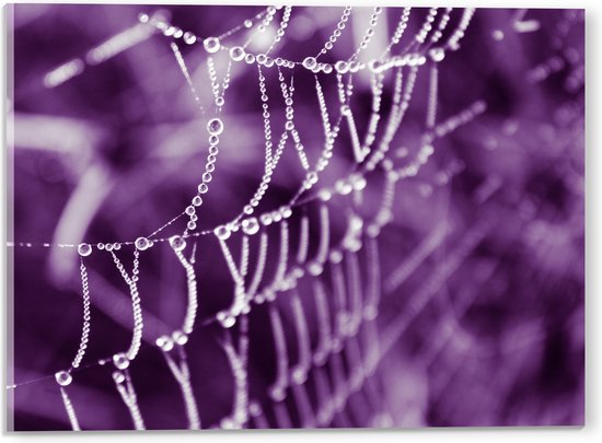 Acrylglas - Spinnenweb - Druppels - Paars - 40x30 cm Foto op Acrylglas (Wanddecoratie op Acrylaat)