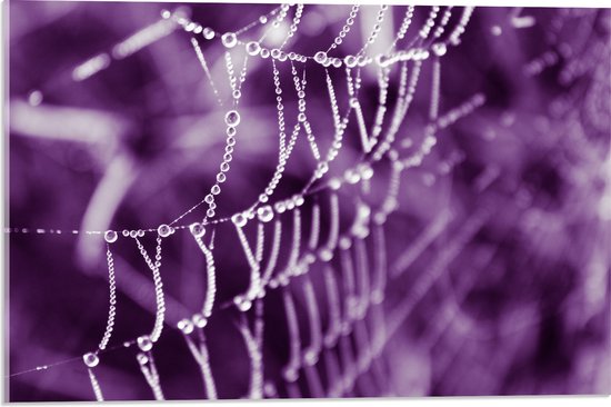 Acrylglas - Spinnenweb - Druppels - Paars - 60x40 cm Foto op Acrylglas (Met Ophangsysteem)