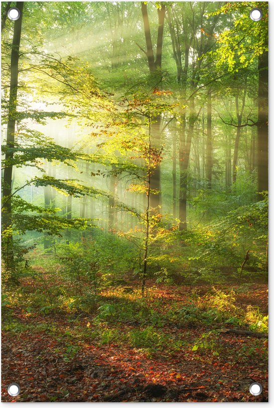 Tuindecoratie Zon - Bos - Bomen - Natuur - Herfst - 40x60 cm - Tuinposter - Tuindoek - Buitenposter