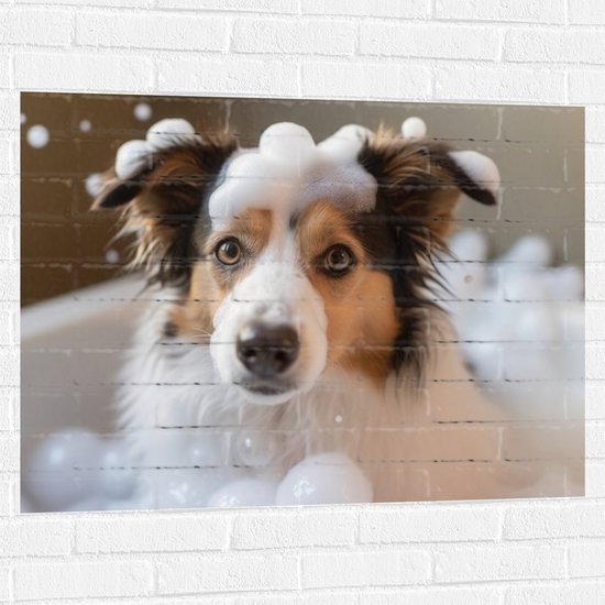 Muursticker - Border collie hond in bad met zeepbubbels - 100x75 cm Foto op Muursticker