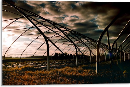 Dibond - Kas - Bloemen - Planten - Gras - Landschap - 75x50 cm Foto op Aluminium (Met Ophangsysteem)