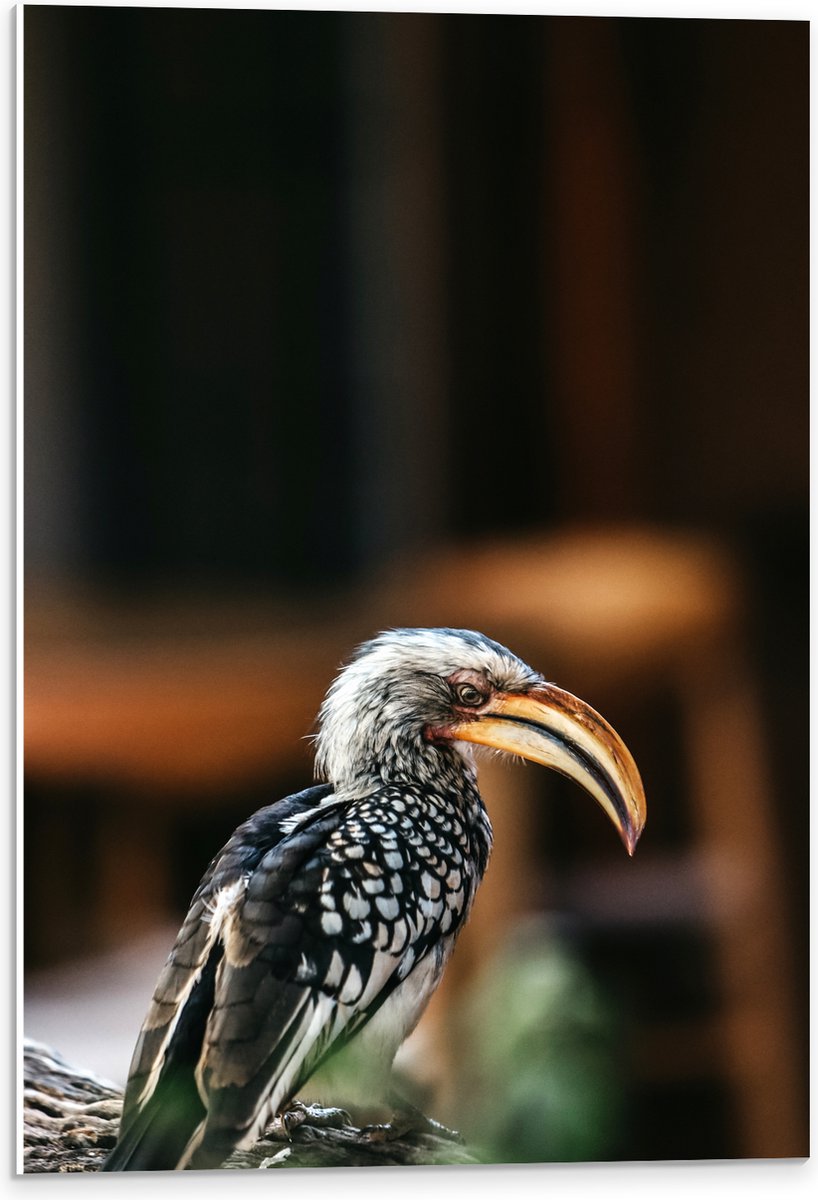 PVC Schuimplaat- Zuidelijke geelsnaveltok Vogel op Boomstam - 40x60 cm Foto op PVC Schuimp