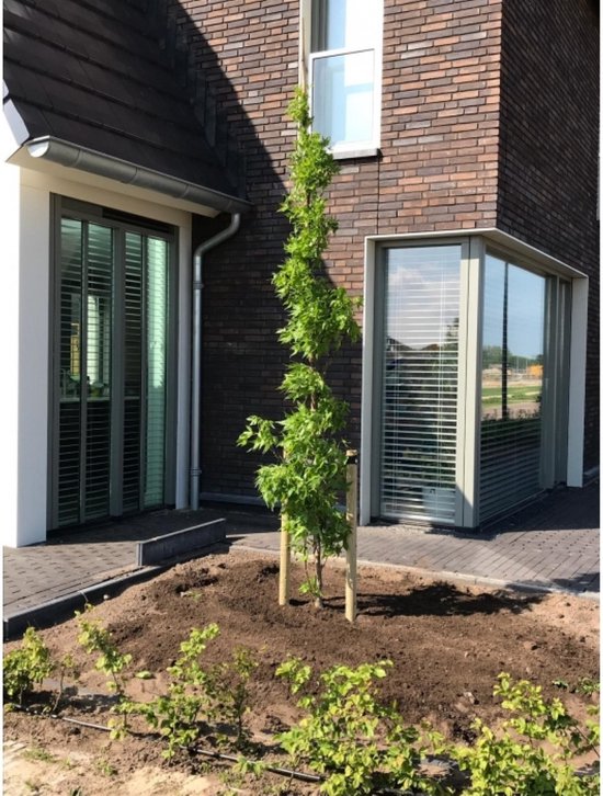 Bomenbezorgd.nl - Boom - Zuil Amberboom - Totaalhoogte 300-400 cm - ''Liquidambar styraciflua 'Slender Silhouette''