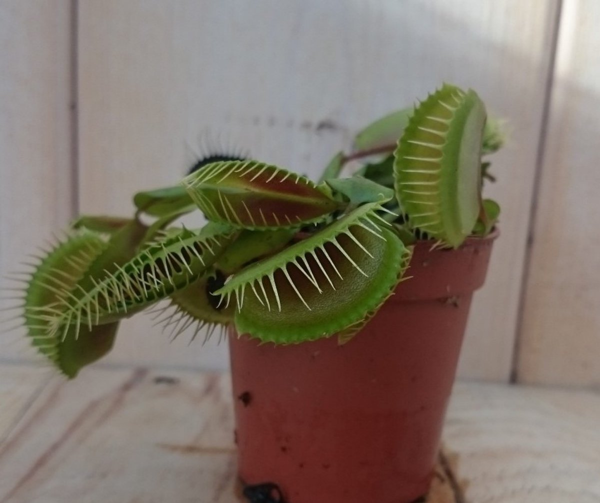 Warentuin natuurlijk - 5 stuks! Vleesetende plant Mascotte Venusvli...