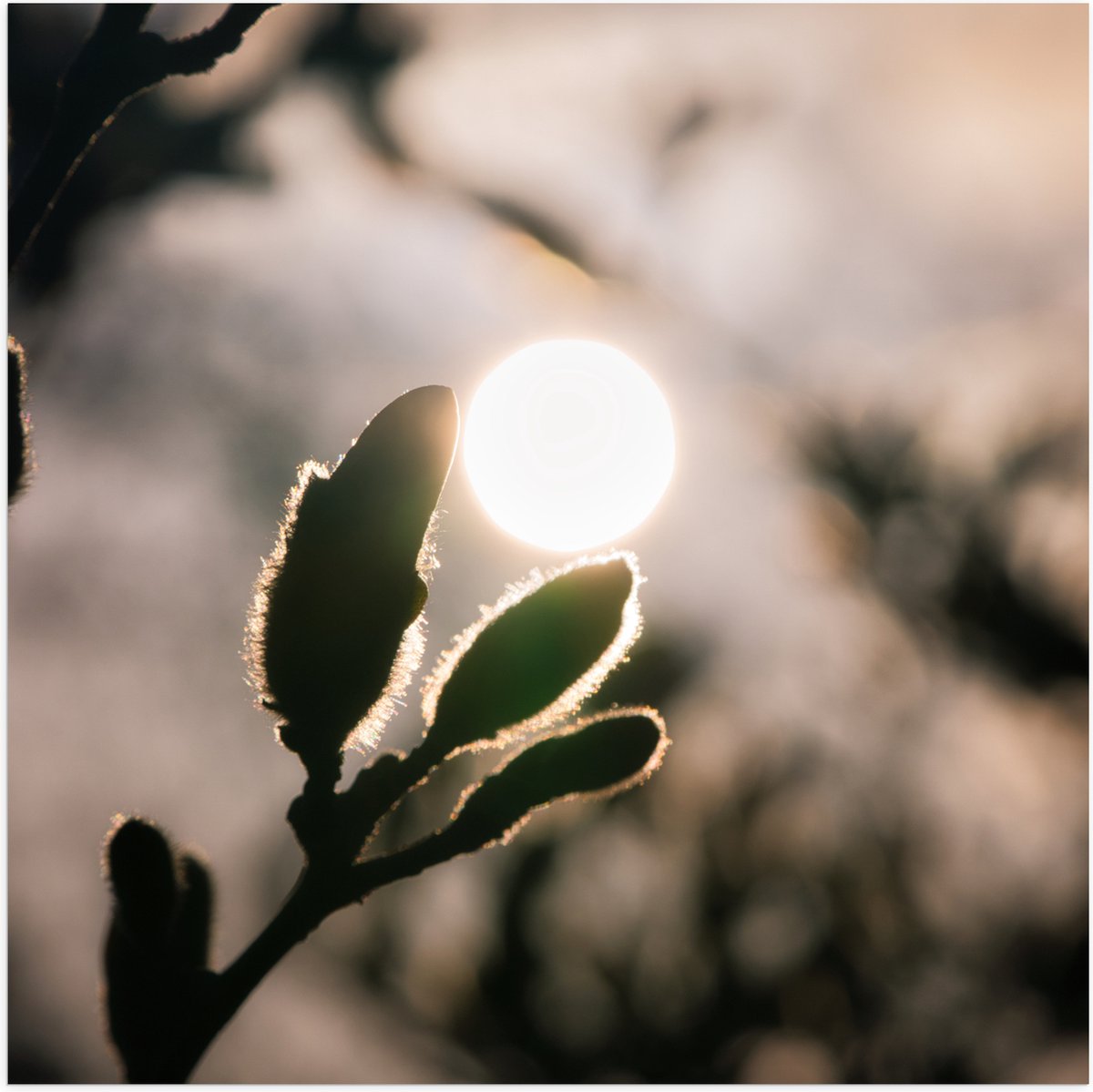 Poster Glanzend – Zon achter Wilgentakken - 80x80 cm Foto op Posterpapier met Glanzende Af