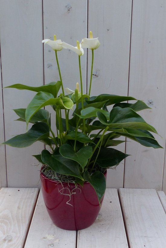 Flamingoplant Anthurium wit in rode pot 40 cm