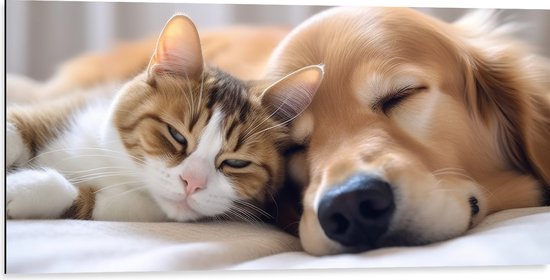 Dibond - Hond en kat liggen tegen elkaar aan te slapen - 100x50 cm Foto op Aluminium (Met Ophangsysteem)