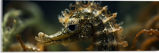 Acrylglas - Bruingekleur zeepaardje in de zee tussen onderwater planten - 60x20 cm Foto op Acrylglas (Wanddecoratie op Acrylaat)
