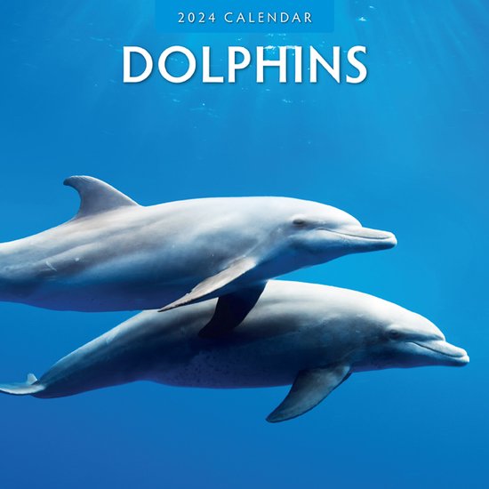 Dolphins (Dolfijnen) Kalender 2024 bol