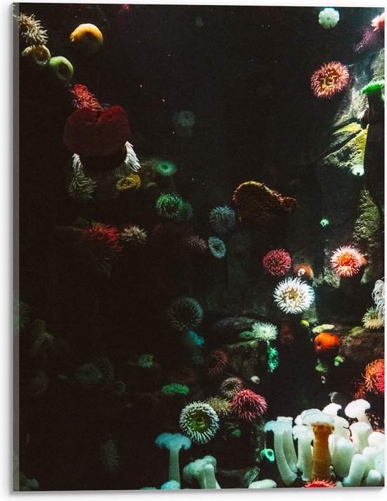 Acrylglas - Zee - Onderwaterleven - Koraal - Bloemdieren - 30x40 cm Foto op Acrylglas (Wanddecoratie op Acrylaat)
