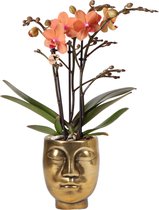 Kolibri Orchids | Oranje Phalaenopsis orchidee - Mineral Bolzano + Face-2-Face gold- potmaat Ø9cm | bloeiende kamerplant - vers van de kweker