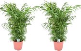 Plant in a Box - Chamaedorea elegans - Set van 2 - Mexicaanse dwergpalmen - Compact groeiende groene palm - Pot 20cm - Hoogte 80-90cm